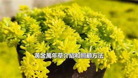 黃金萬年草風水|黃金萬年草枯萎怎麼辦？新手必看的黃金萬年草照顧繁。